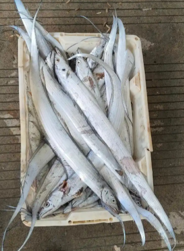 水产海鲜高光谱数据采集要求