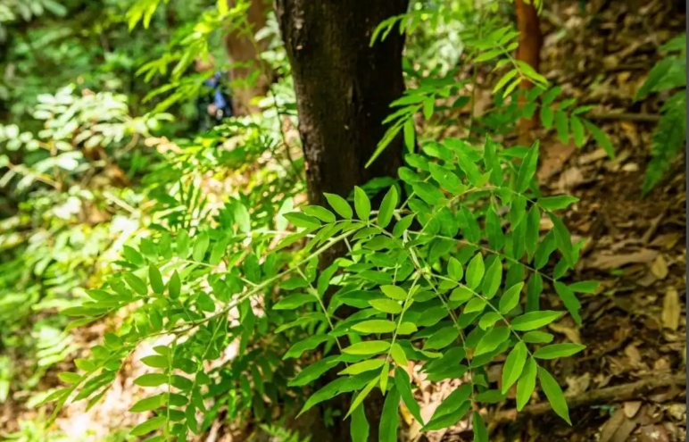 植物高光谱数据采集