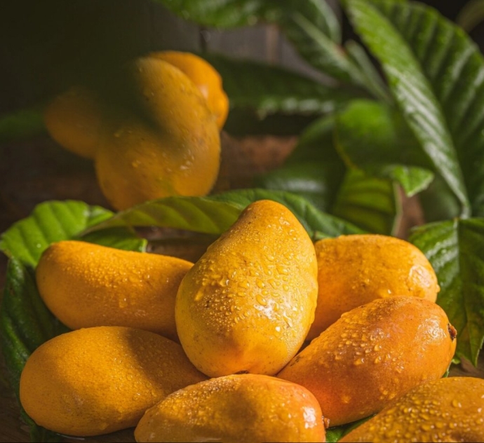 芒果高光谱数据采集