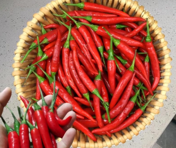 小米椒高光谱数据采集