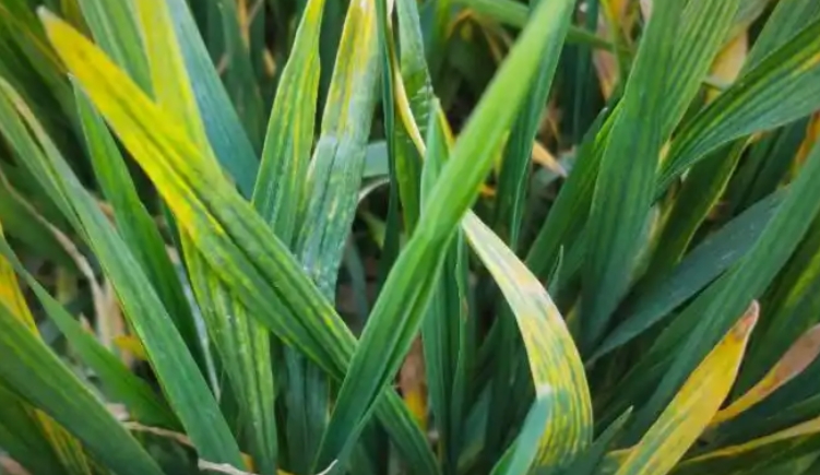 小麦叶片含水率分析