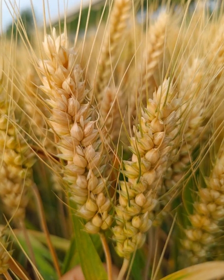 小麦病虫害监测