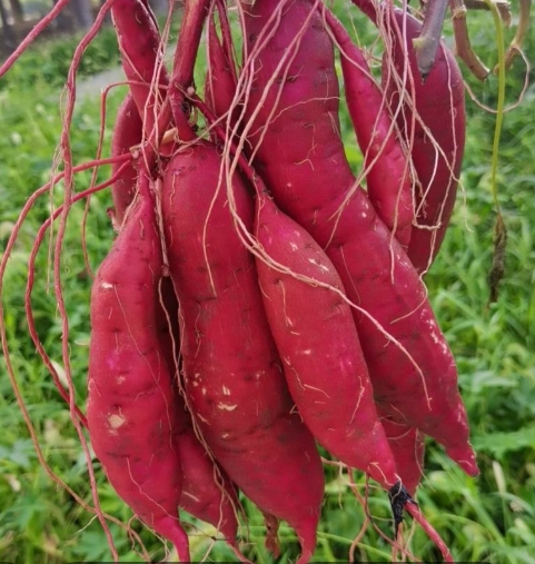 无损检测红薯产地溯源