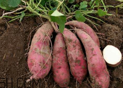 红薯品质分级量化