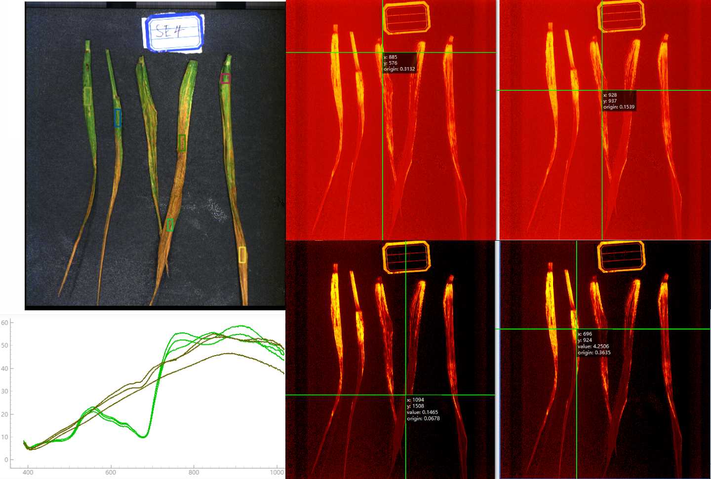 小麦叶片高光谱数据采集-叶绿素含量反演