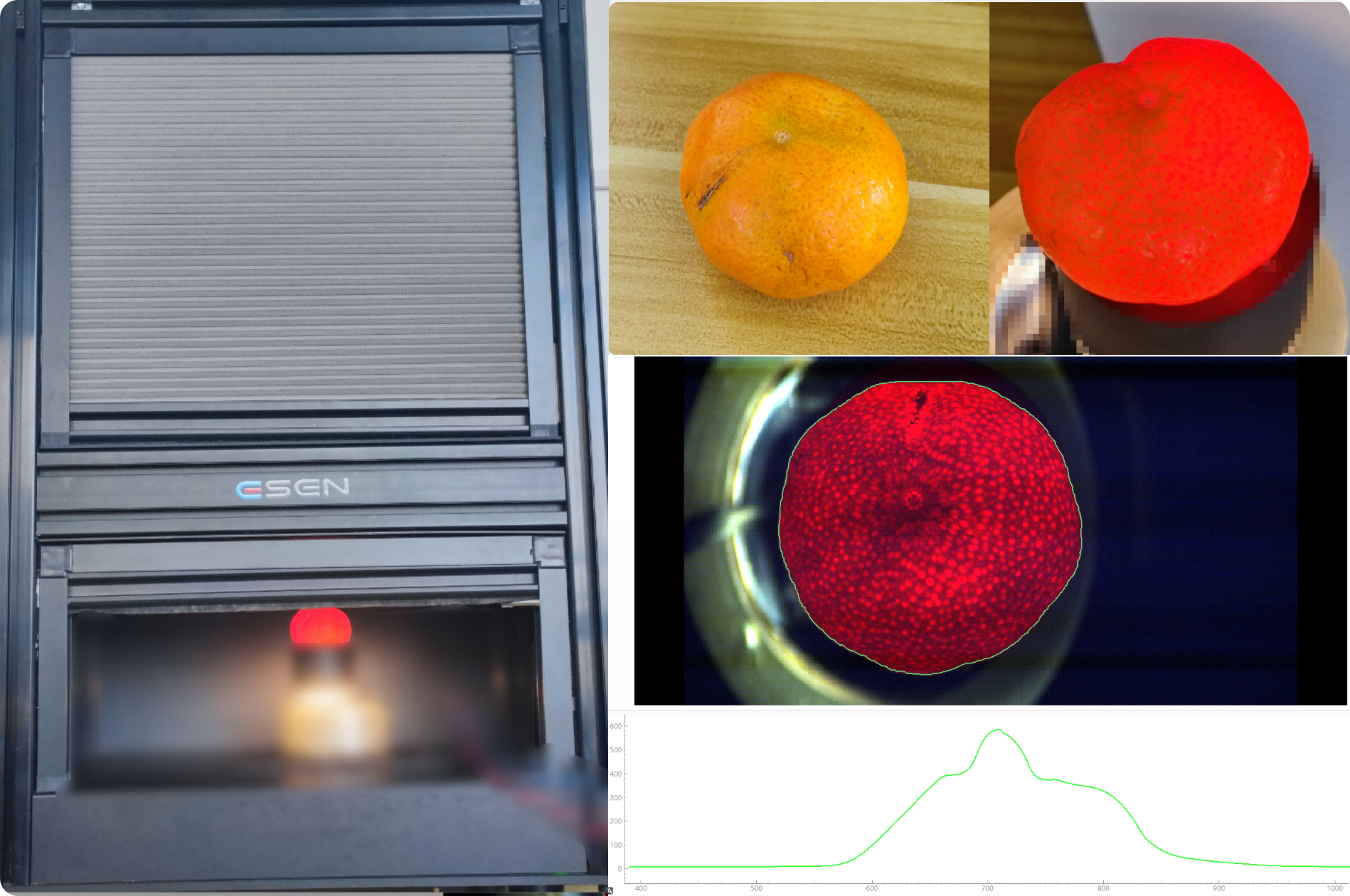 高光谱技术透射采集橘子光谱数据