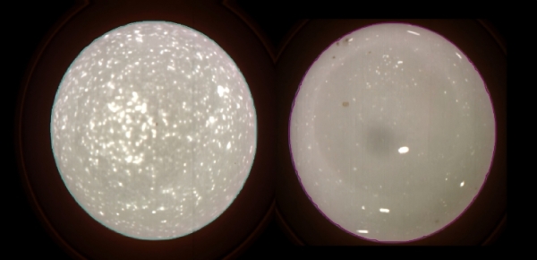 黄白鸡蛋 伪彩图.jpg