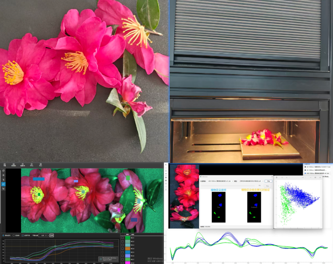 使用400-1000nm高光谱相机采集茶花高光谱成像病虫害检测