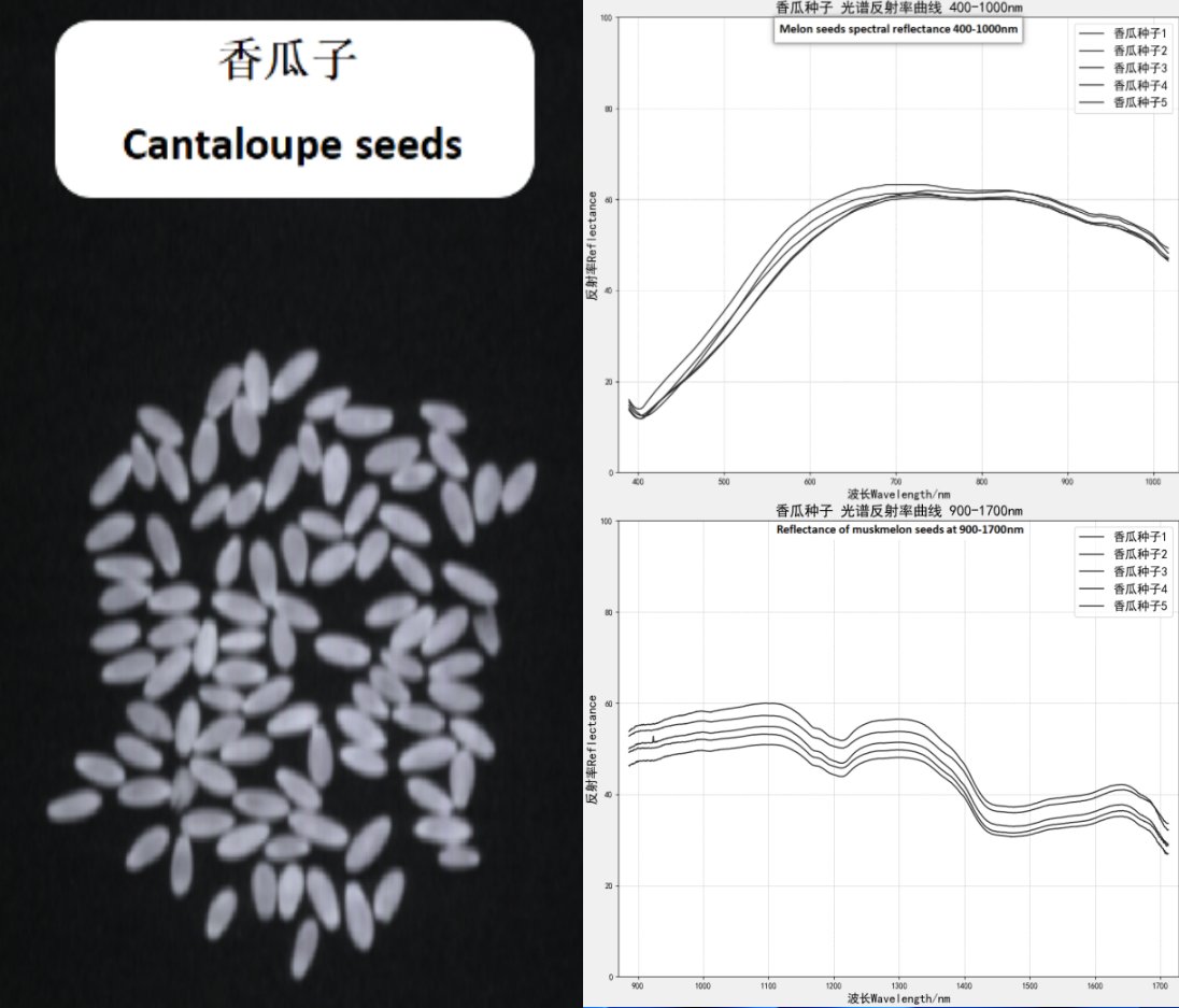 香瓜种子 400-1700nm光谱反射率