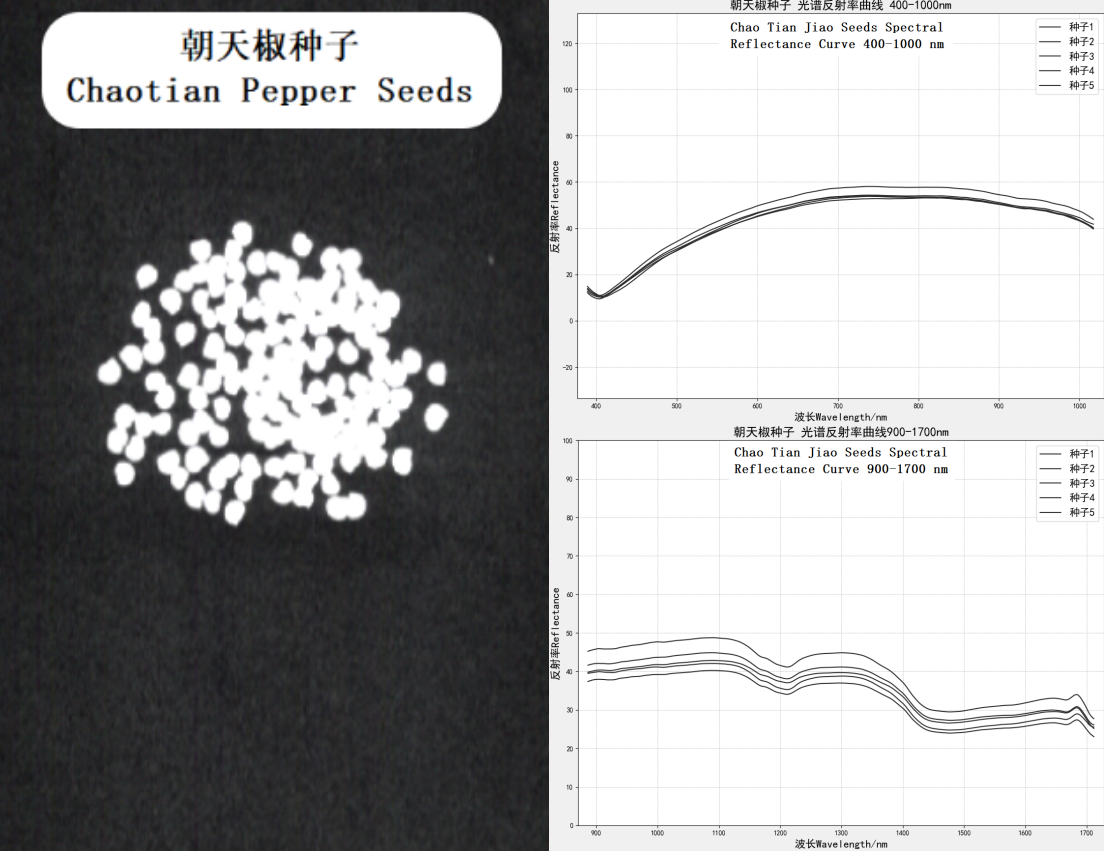 朝天椒种子 400-1700nm光谱反射率