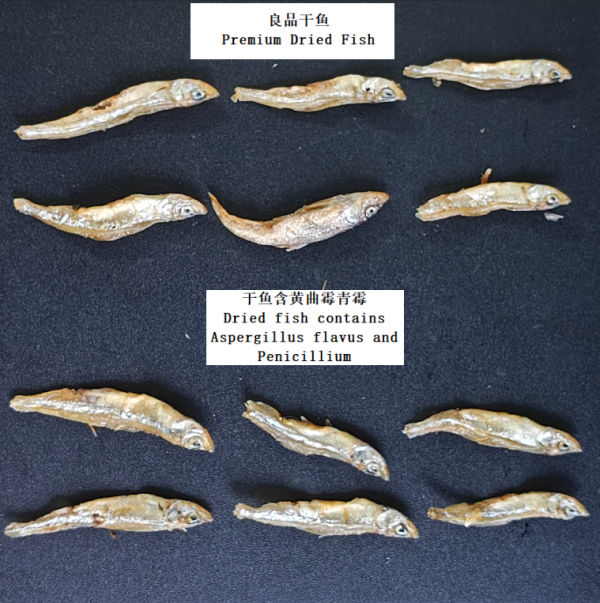 干鱼样品图片.png