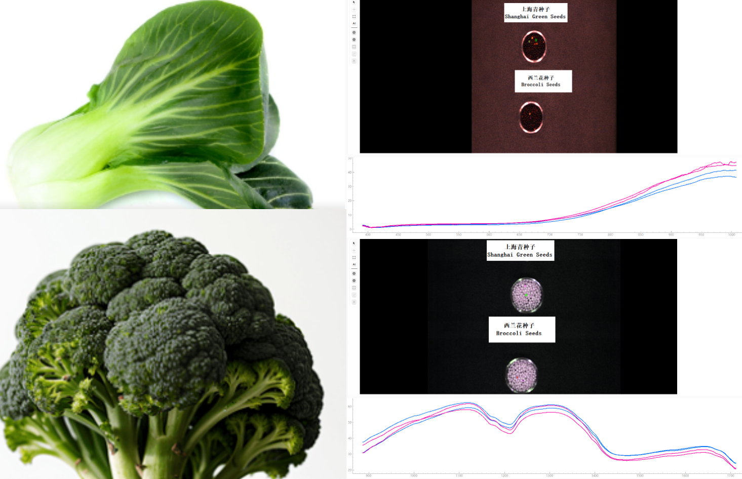 采集蔬菜种子高光谱数据