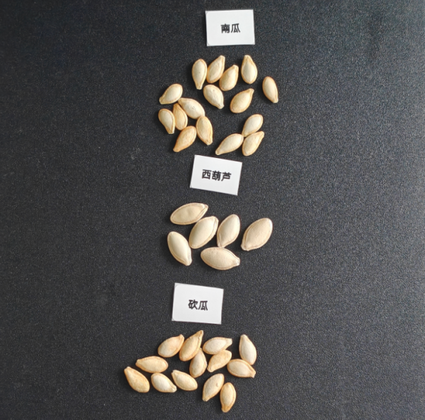 南瓜种子样品.png