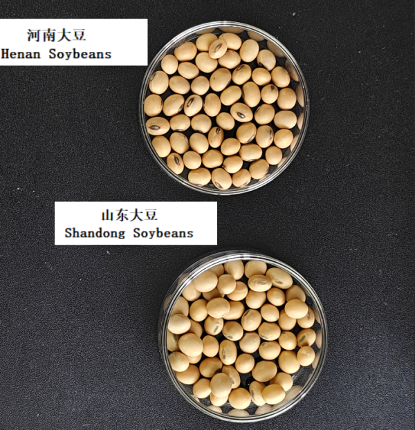 大豆样品.png