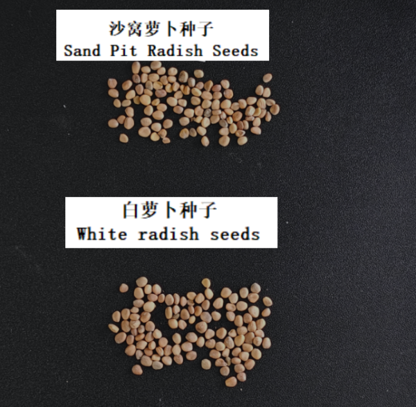 萝卜英文样品.png