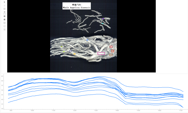 整颗当归900-1700.png